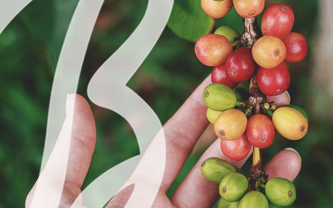 Caffè e sostenibilità