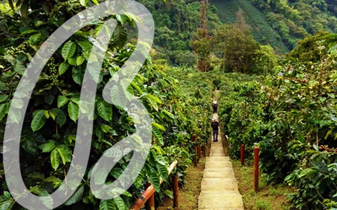 La specie Arabica, caratteristiche e storia