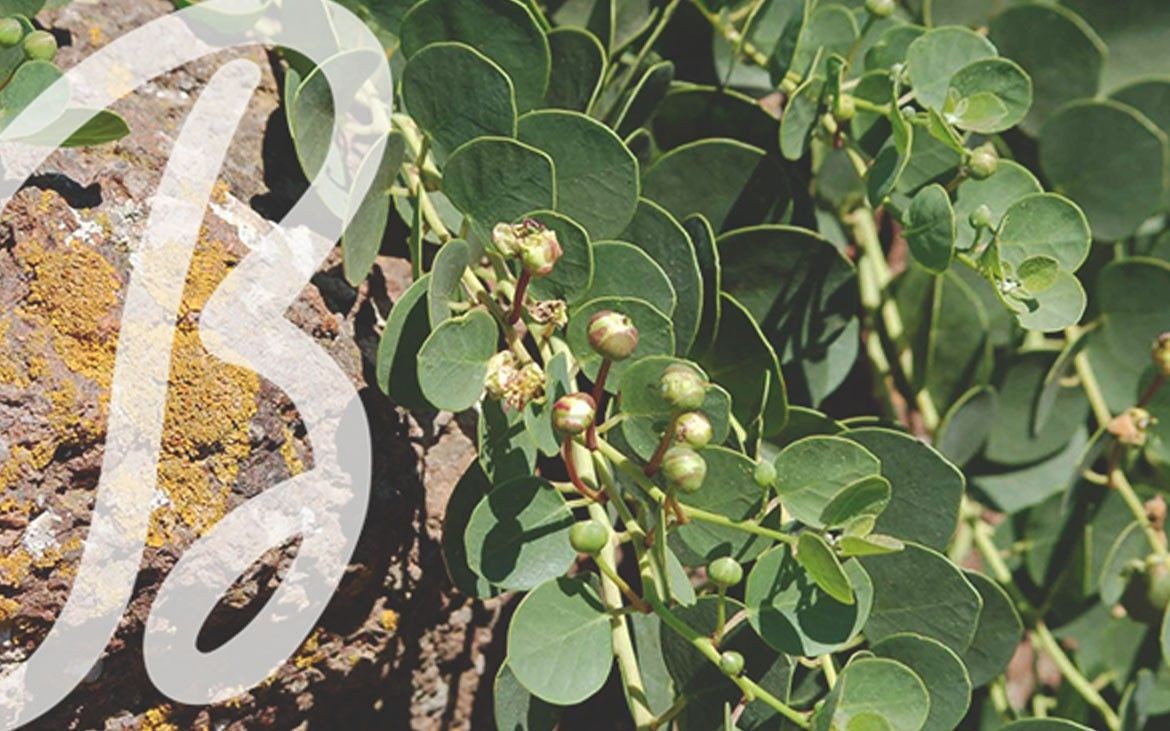 Il cappero, sapore e profumo di Pantelleria e delle Eolie