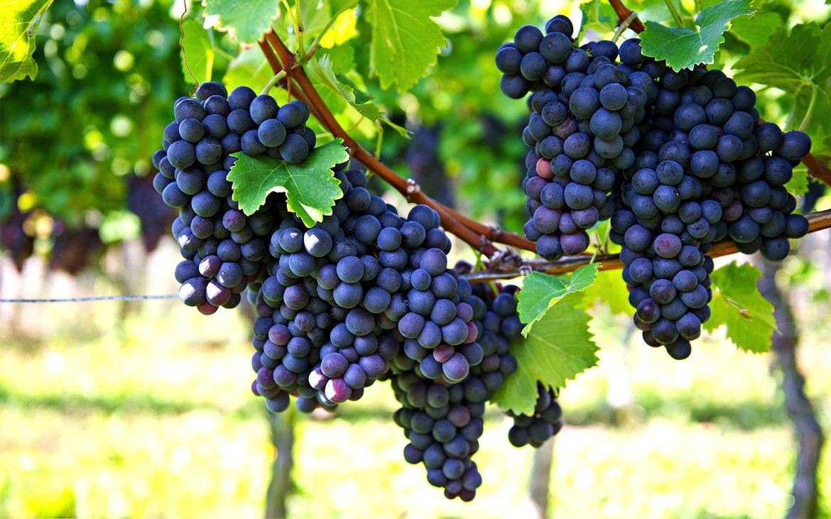 Nero d’Avola, sapore intenso di Sicilia
